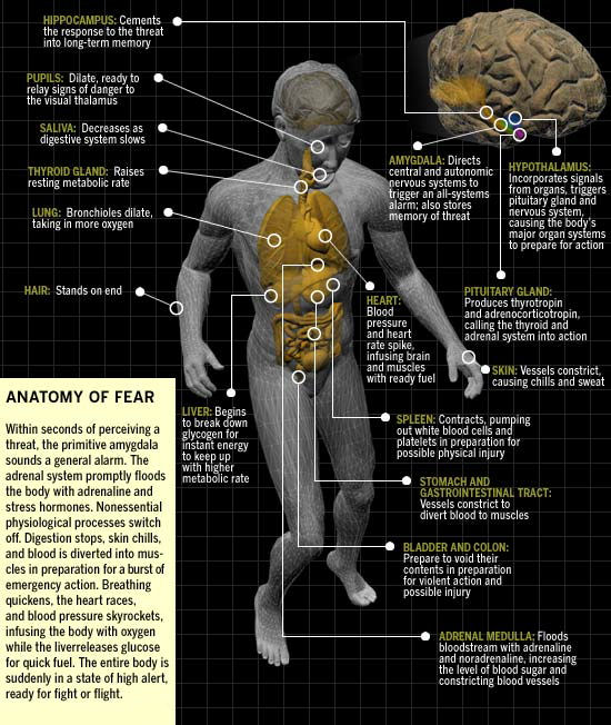 Anatomy Of Fear